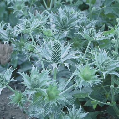 Sea holly (Eryngium planum), blooming far too early Optimized8
